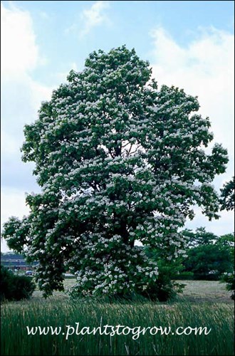 Northern Catalpa (Catalpa speciosa) 
This tree is located off of a parking lot of a strip mall. It probably has a limited time before it is lost to development